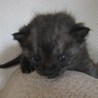 ２００ｇのブラックスモークの子猫 サムネイル5