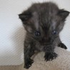 ２００ｇのブラックスモークの子猫 サムネイル6