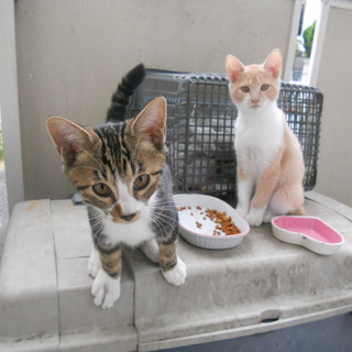 アメショ柄子猫オスと他に３匹