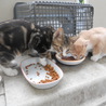 アメショ柄子猫オスと他に３匹 サムネイル2