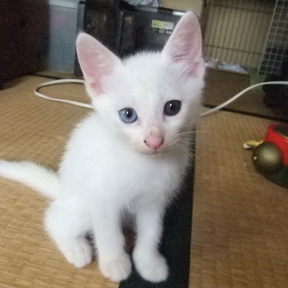 白い子猫よろしくお願いします。