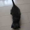２００ｇのブラックスモークの子猫 サムネイル7