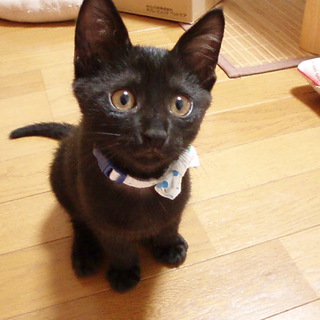 里親様が決まりました。ありがとうございました。