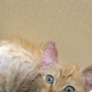 生後一ヶ月の日本ネコを保護しました。