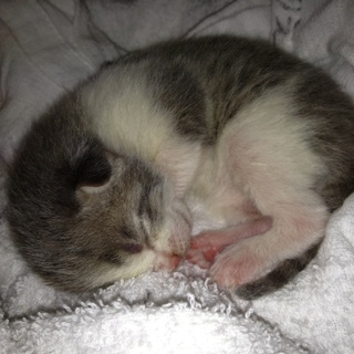 ありがとうございました！里親さまが無事見つかりました！