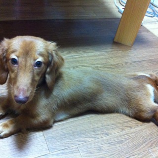 とても可愛いダックスてす