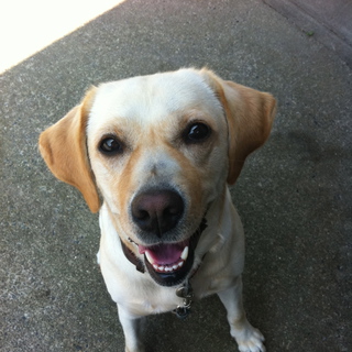 さくら　５歳です。里親を探しています。