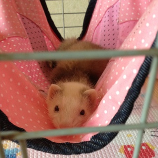 パスバレーフェレットかわいがってくれる方