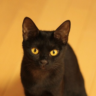 強運黒猫　♀　６ヶ月