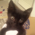 黒の子猫、里親募集！