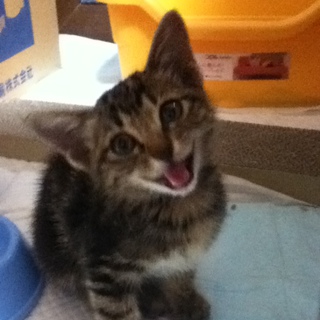 とても人懐っこい☆子猫チャンです