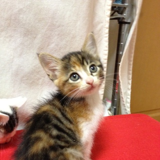 里親さま決定しました☆ありがとうございました♪