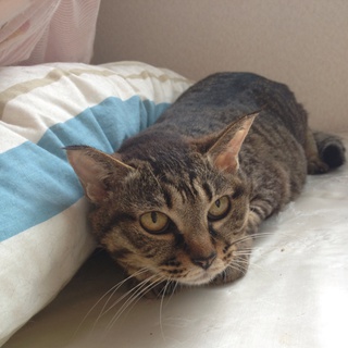 【みやむ】メス、雑種、避妊済み【里親募集！】