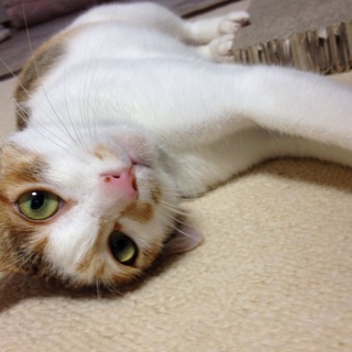 【マリー】メス、雑種【里親募集！】