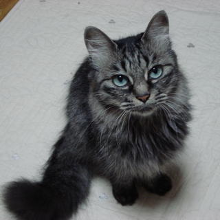 【奈乃】メス、雑種、避妊済み【里親募集！】