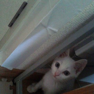 白毛のブルーアイ