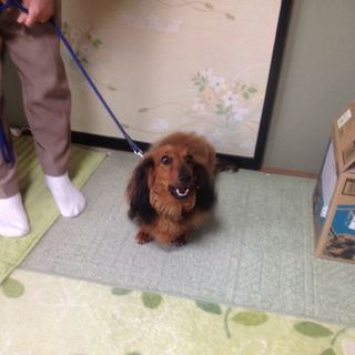 元気なワンちゃんです