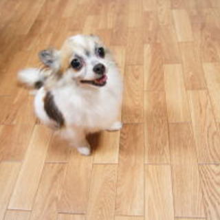 ちわわロングの人懐っこい女の子です。