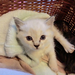 大人しくて可愛いメス子猫です。