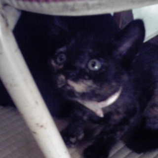 おしゃれなサビ柄の子猫ちゃん&amp;#9829;