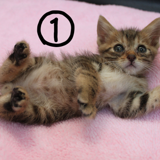 双子ちゃんです。