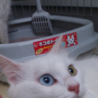 オッドアイ白にゃん