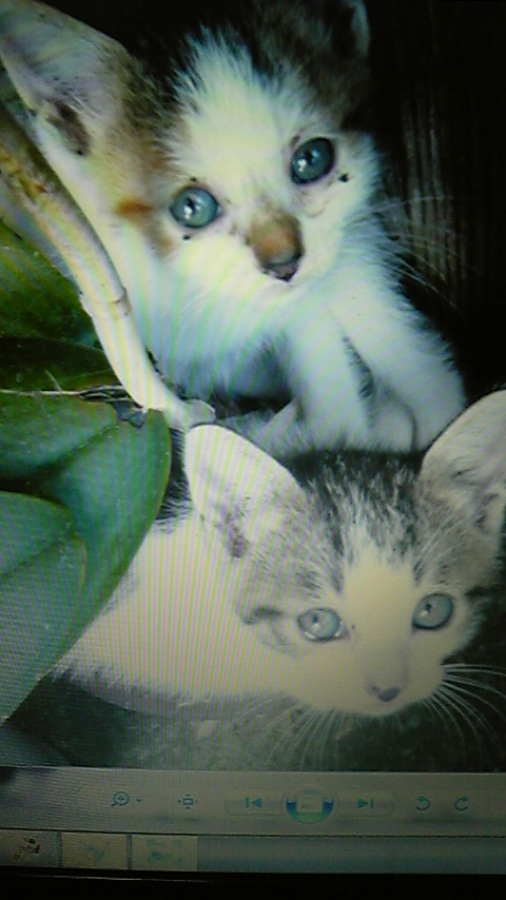 兄弟でもらっていただきました！ サムネイル2