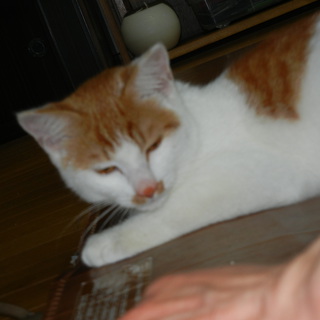 若侍のような猫ちゃんの里親募集「