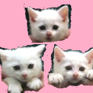 保護は継続しております