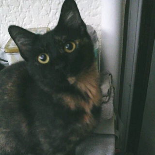 ☆1才の人懐っこい女の子　避妊済み☆　里親募集