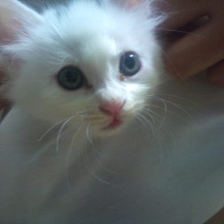 一時募集中止中