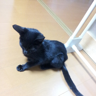 真っ黒べっぴんｽﾄﾚｰﾄ尻尾!!