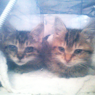 キジトラ姉弟の飼い主さんを探しています！