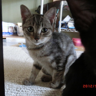 可愛い仔猫の里親募集！