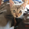 可愛い仔猫の里親募集！ サムネイル2