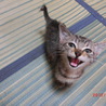 可愛い仔猫の里親募集！ サムネイル3