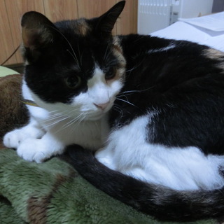 今度こそ！生涯愛してくださる方とのご縁募集中！