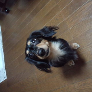 小柄なブラッククリームの子です