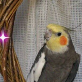 オカメインコの男の子です☆