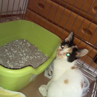 ワクチン接種代出します。里親募集