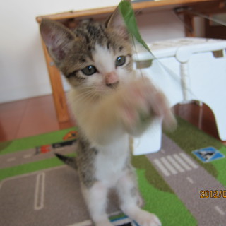 可愛い盛りの白きじ