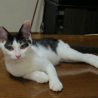 飼い主様決まりました。（＾ｕ＾）