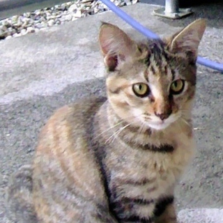 子猫3匹中の中で一番『チビ』です