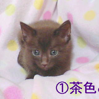 元気な五匹兄弟 5週間