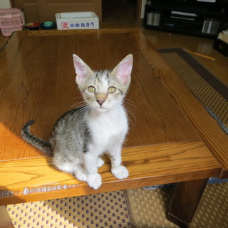 里親さん決まりました。