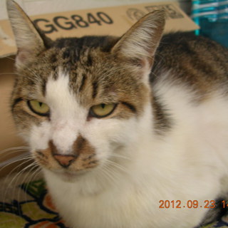 【♀成猫】きれいな顔立ちの猫です