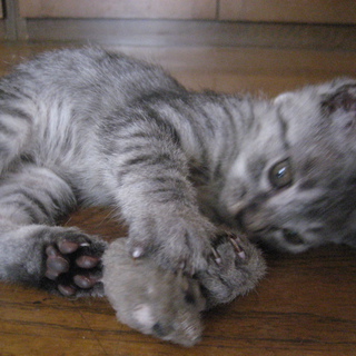 よろしくお願いします。