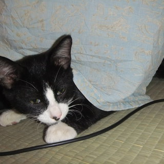 野良の子とは思えないほど甘えん坊です！