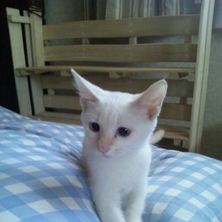 やさしい里親さんが決まりました