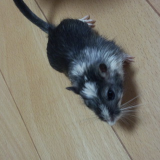 ジャービルの親子